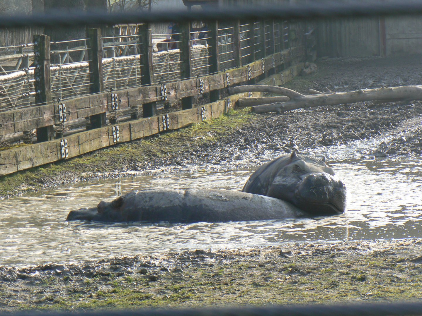 Common Hippopotamus - 24 February 2019