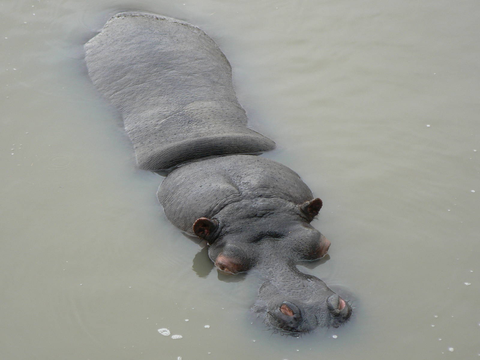 Common Hippopotamus - 24 January 2016