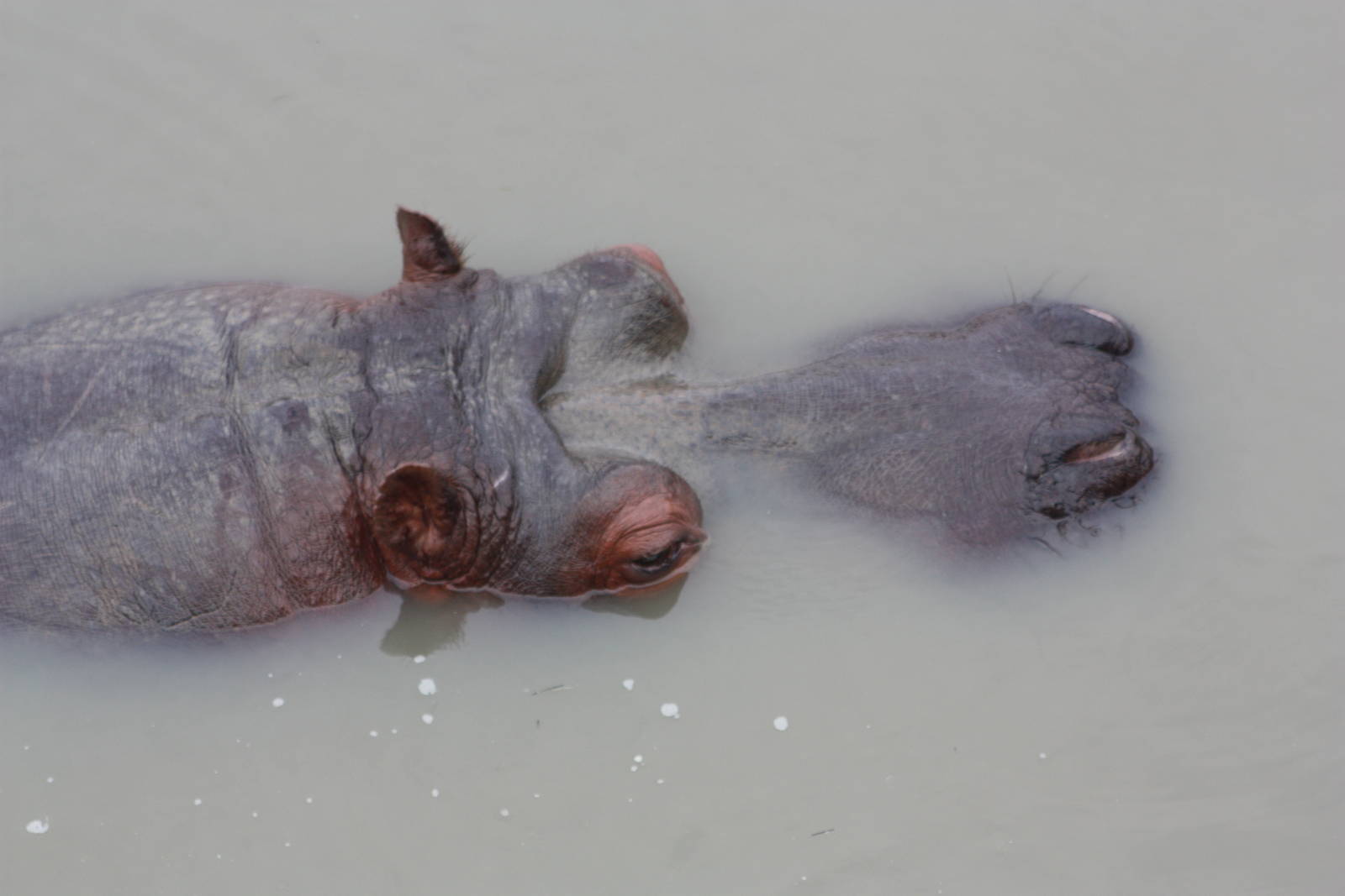 Common Hippopotamus, 30th September 2014