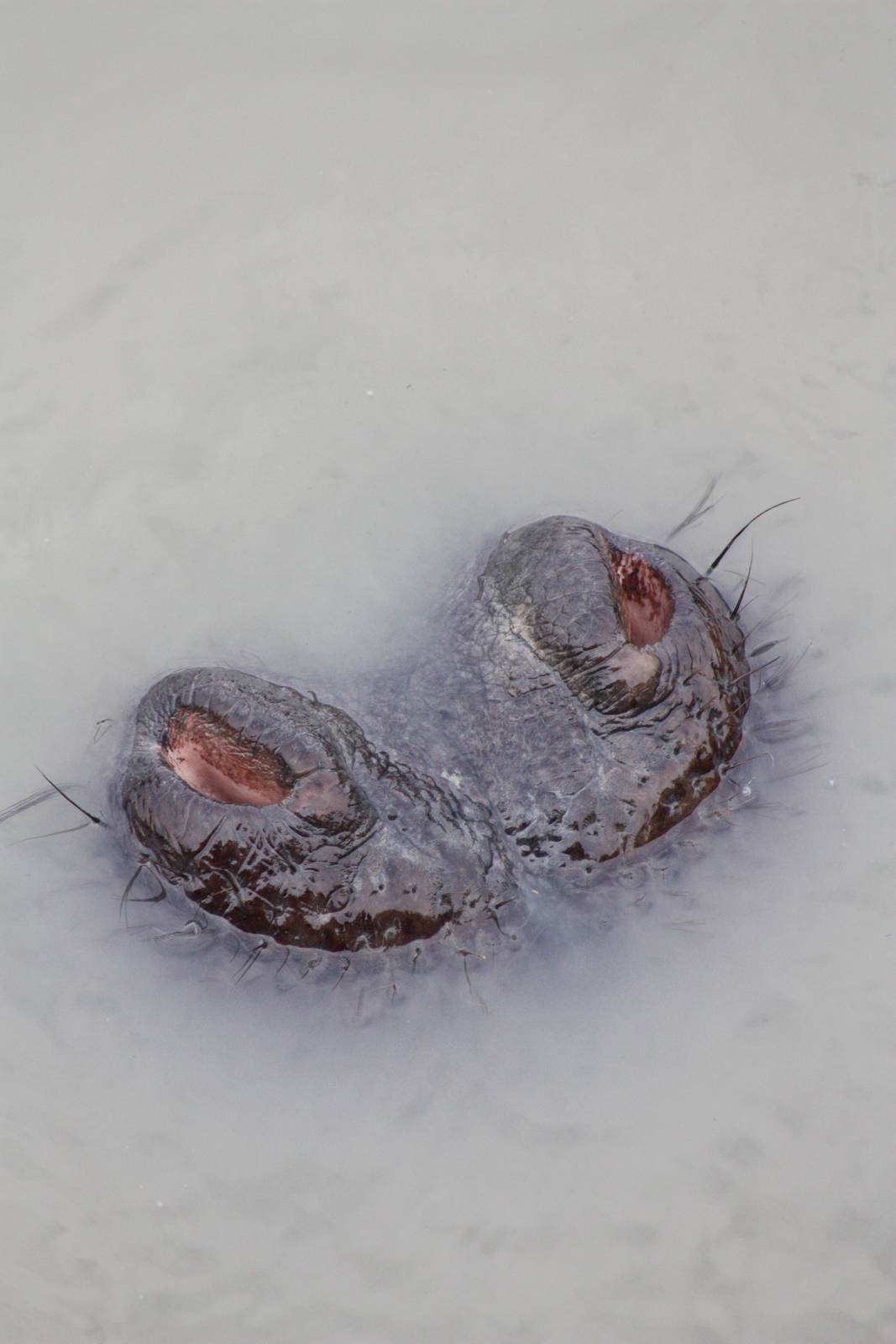 Common Hippopotamus, 30th September 2014