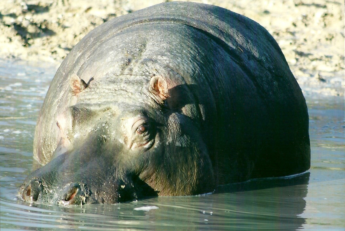Common Hippopotamus 4th January 2013