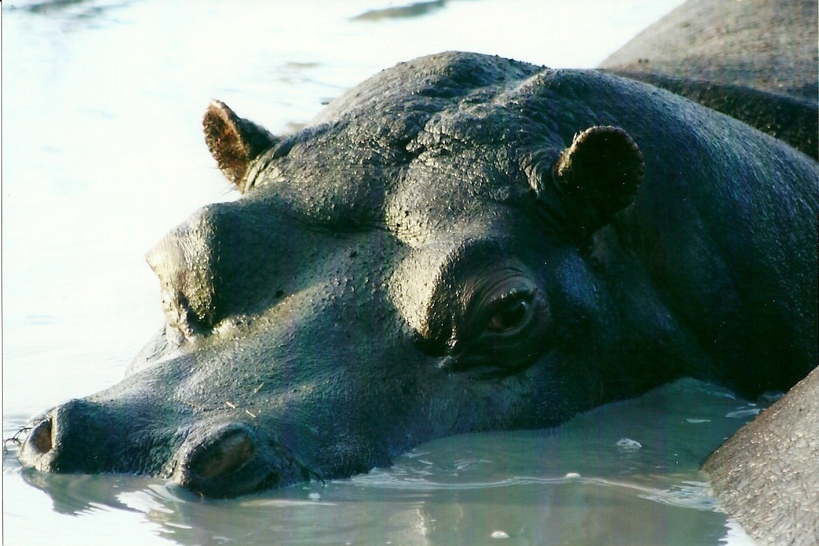 Common Hippopotamus 4th January 2013