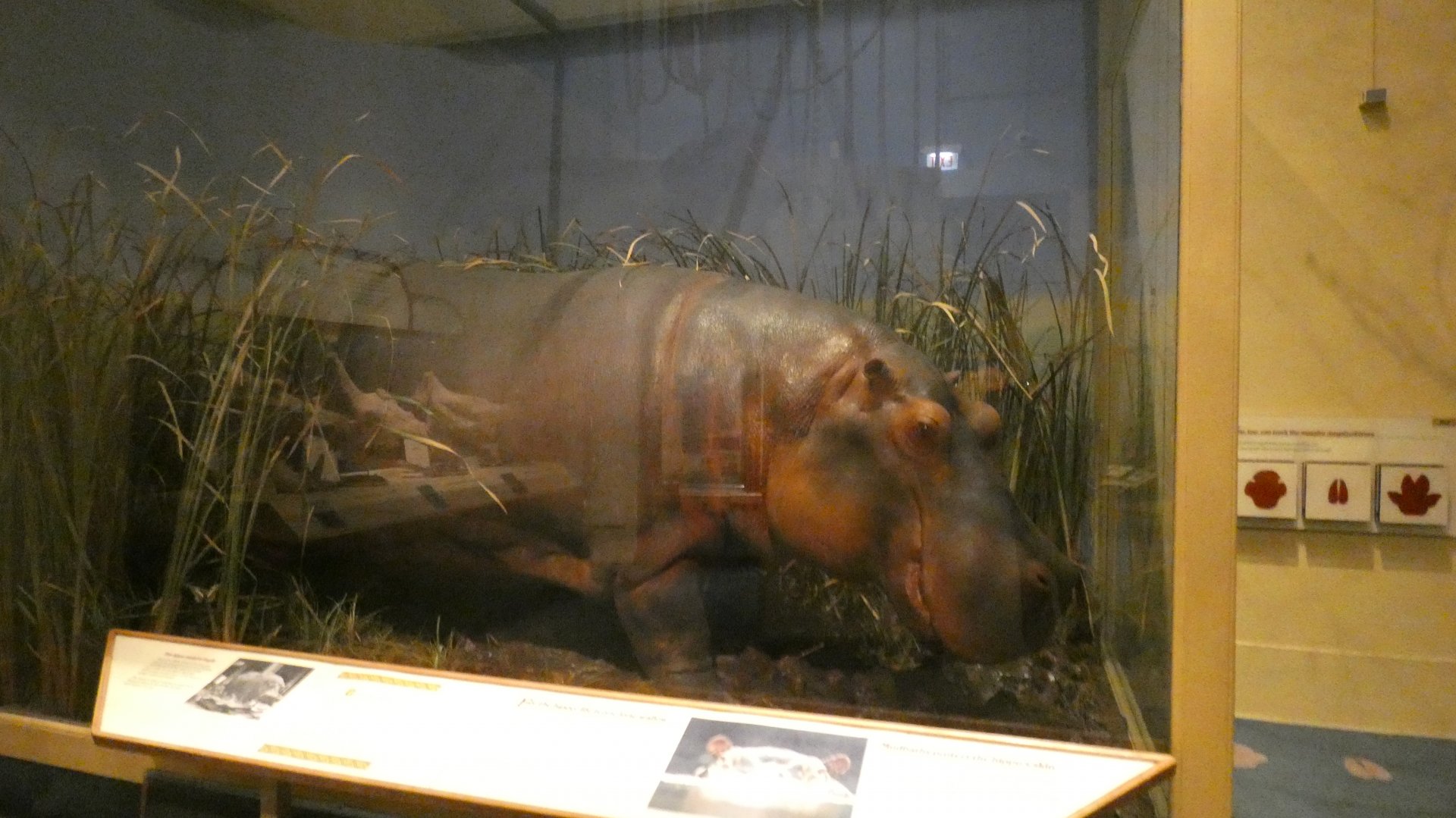 Common Hippopotamus, Africa - Feb. 2022