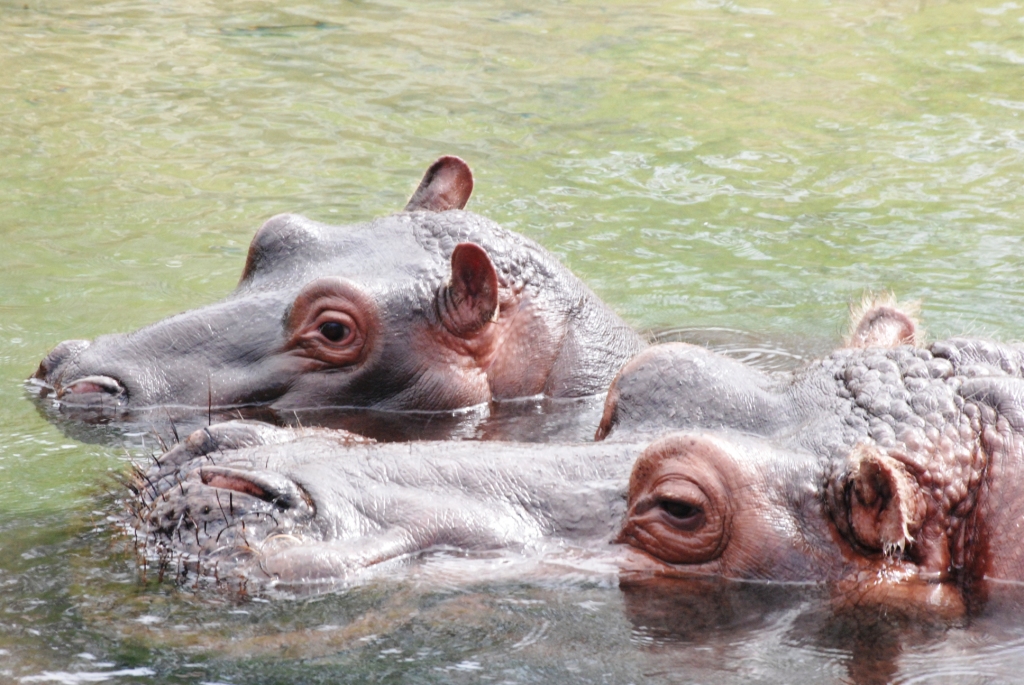 Common Hippopotamus and Young at Pairi Daiza, 31/08/14
