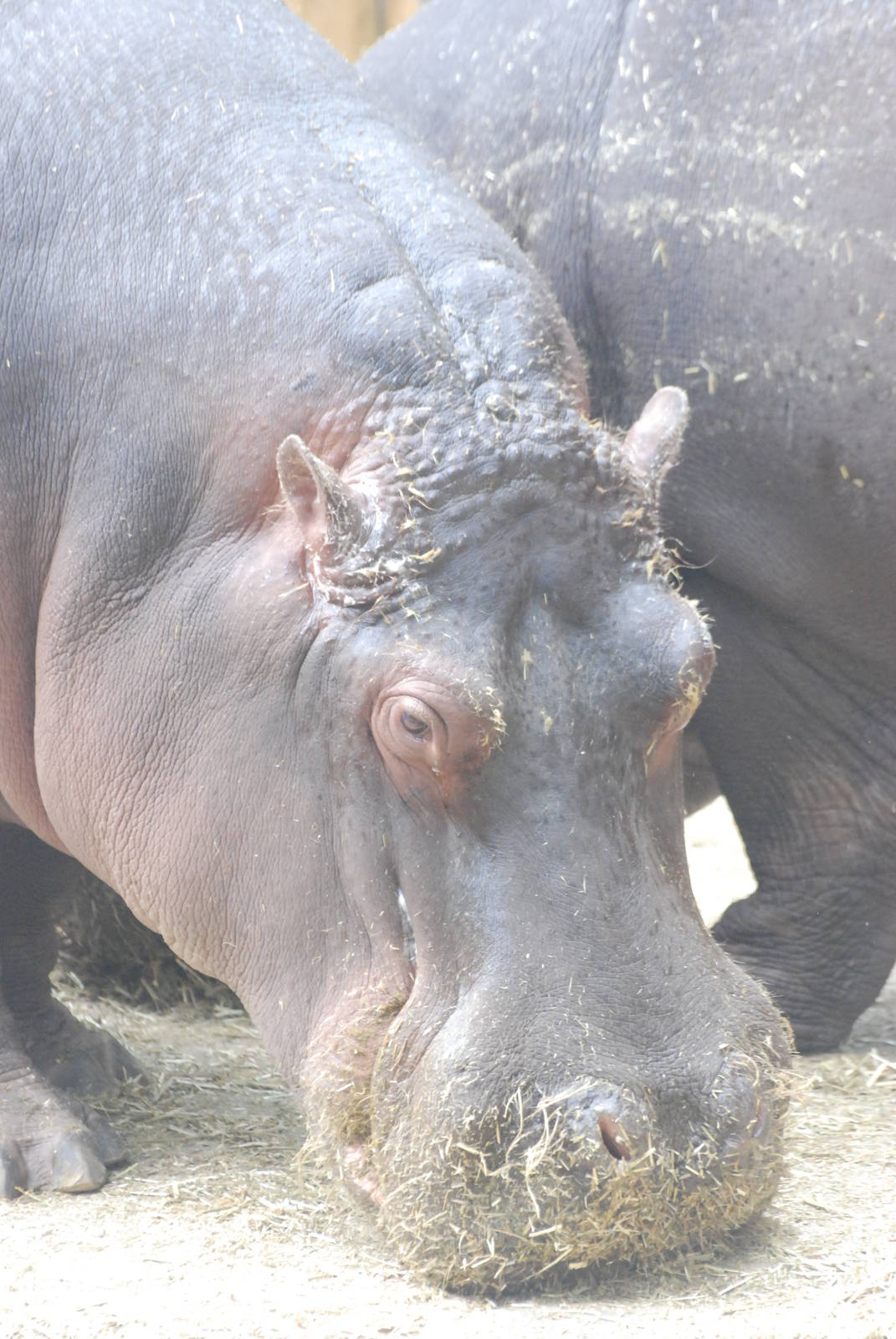 Common Hippopotamus at Barcelona, 30/05/11