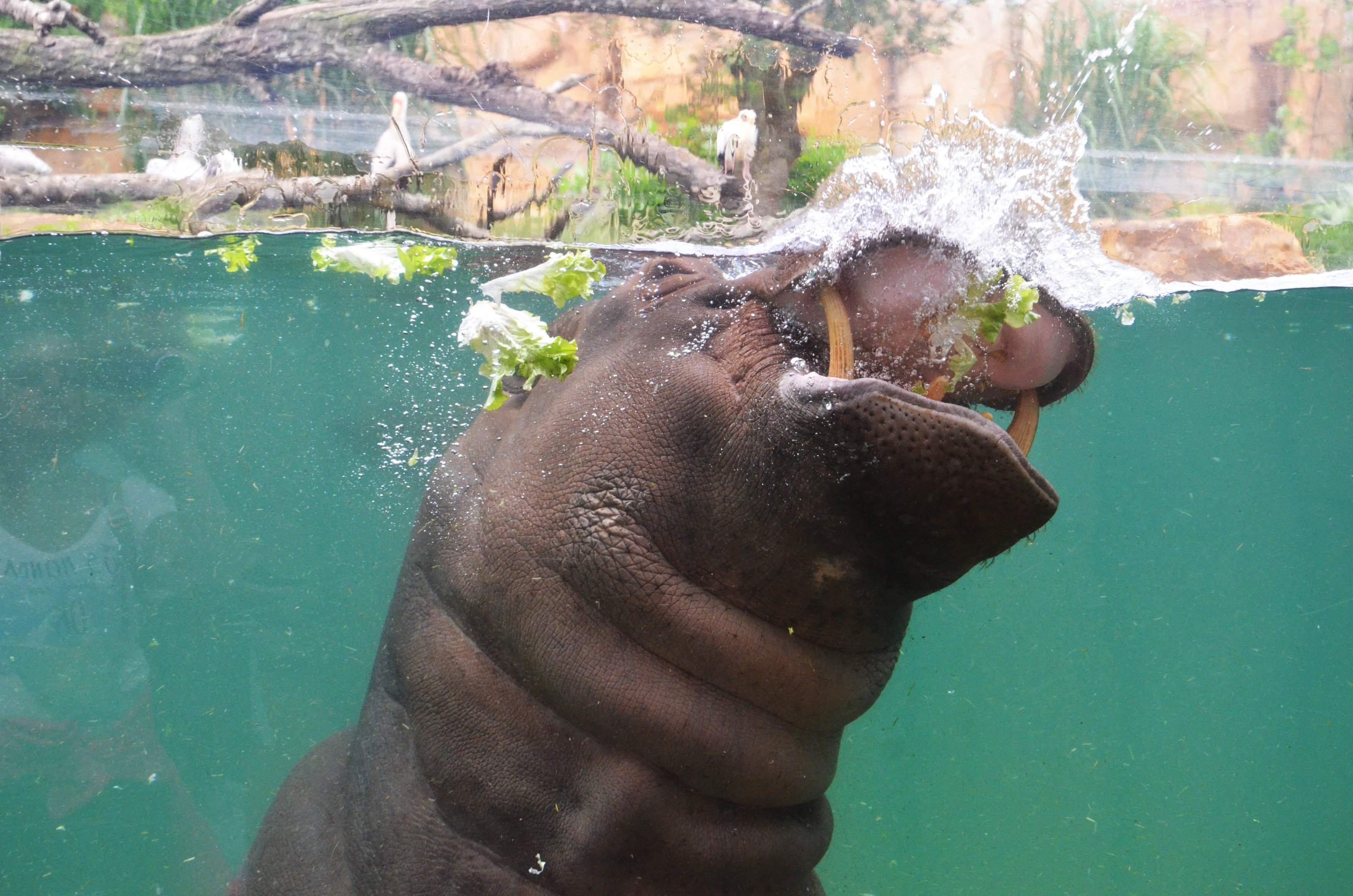 Common Hippopotamus at Beauval, 12/06/18
