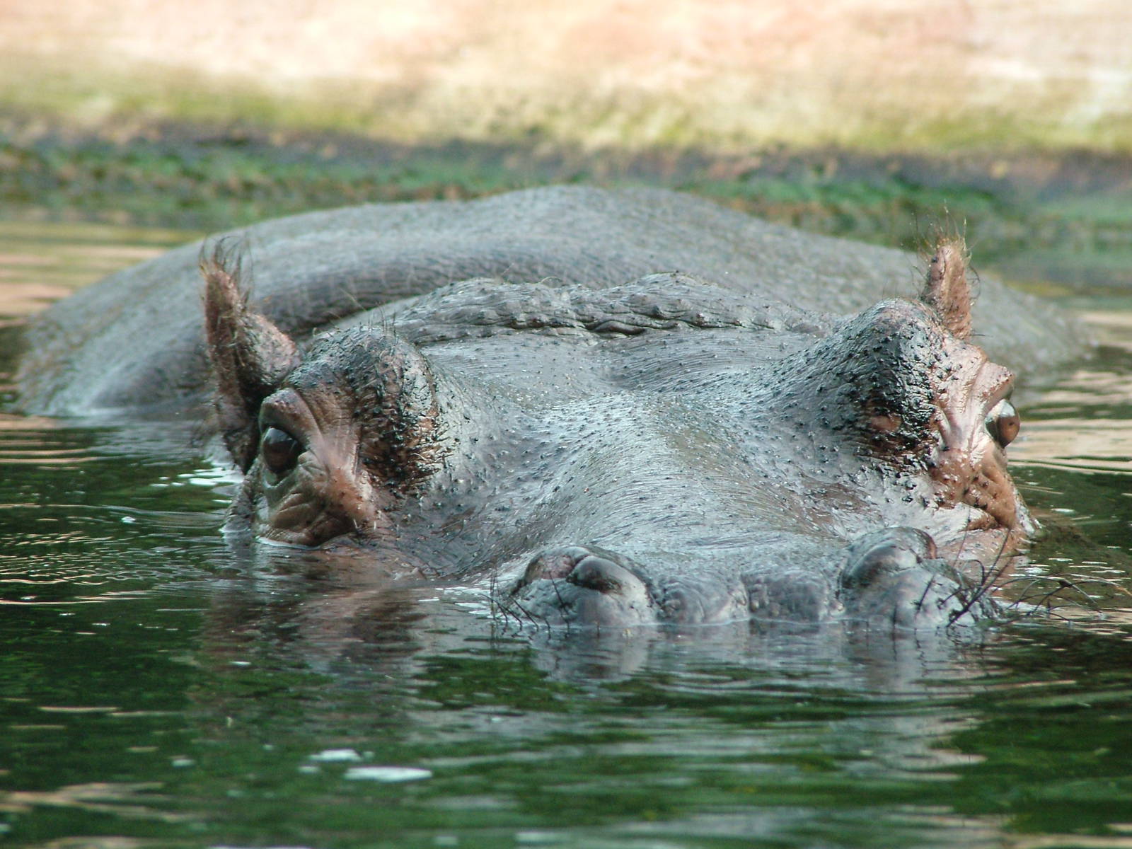 Common Hippopotamus at Berlin Zoo, 31/08/11