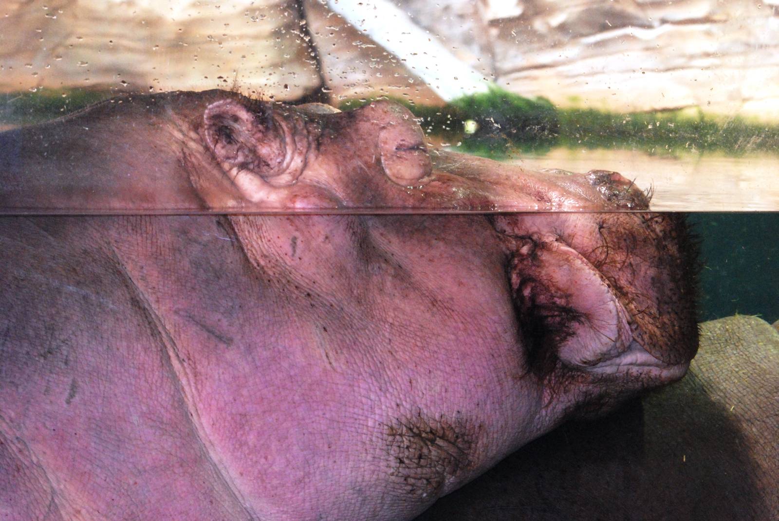 Common Hippopotamus at Hannover, 23/03/13