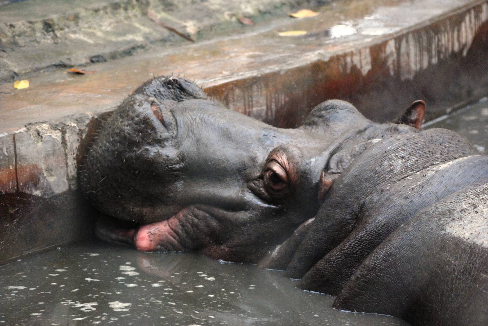 Common Hippopotamus at Hanoi Zoo, 15/03/12
