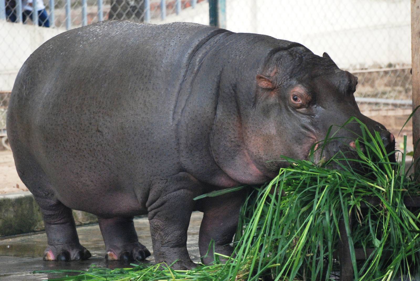 Common Hippopotamus at Hanoi Zoo, 15/03/12