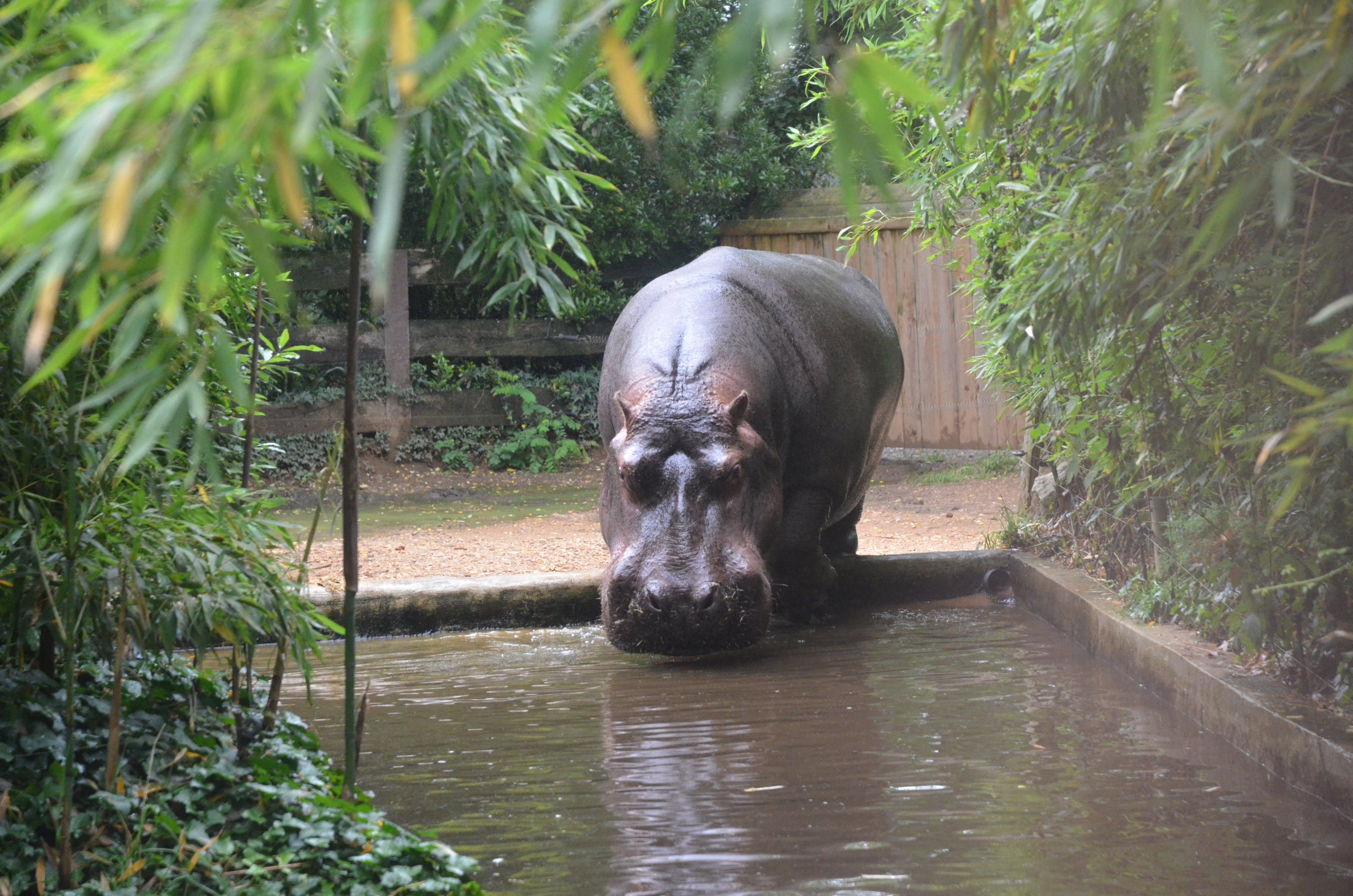 Common Hippopotamus at La Flèche, 11/06/18