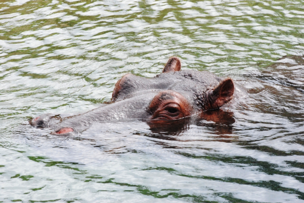 Common Hippopotamus at Pairi Daiza, 31/08/14