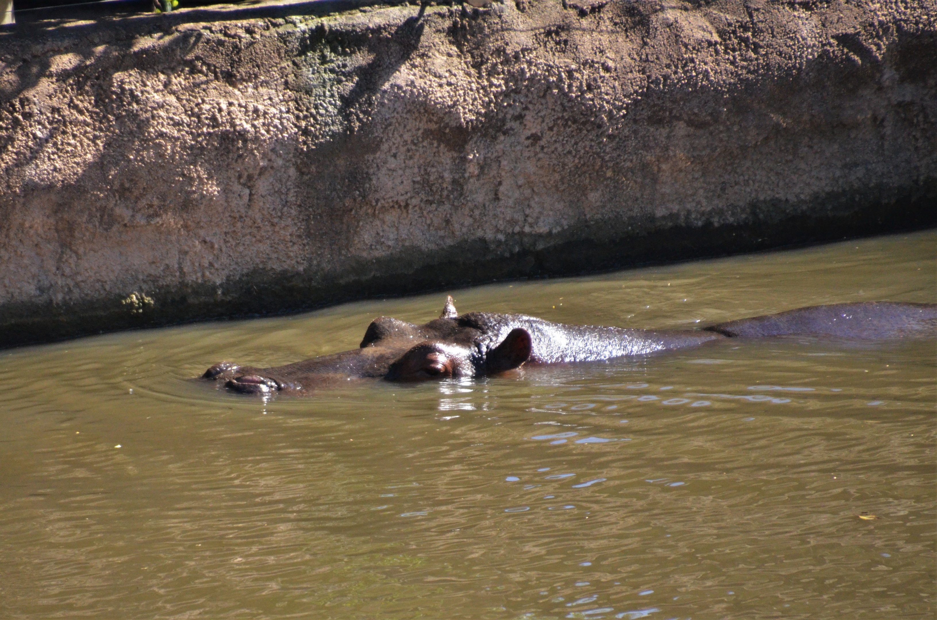 Common Hippopotamus at Selwo Aventura, 13/03/19