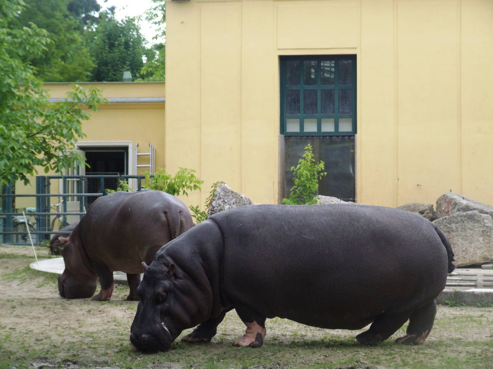 Common Hippopotamus at Vienna, 14/06/13