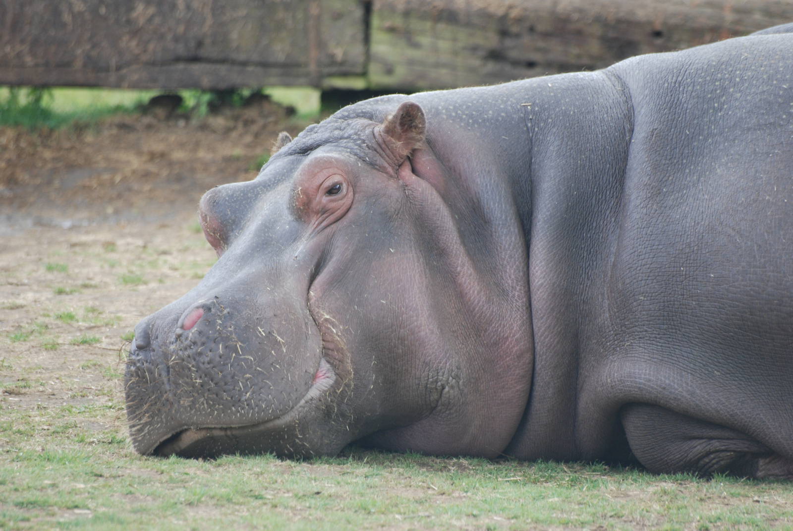 Common Hippopotamus at Whipsnade 08/05/11