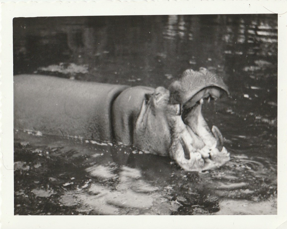 Common Hippopotamus at Whipsnade Zoo - taken circa August/September 1960