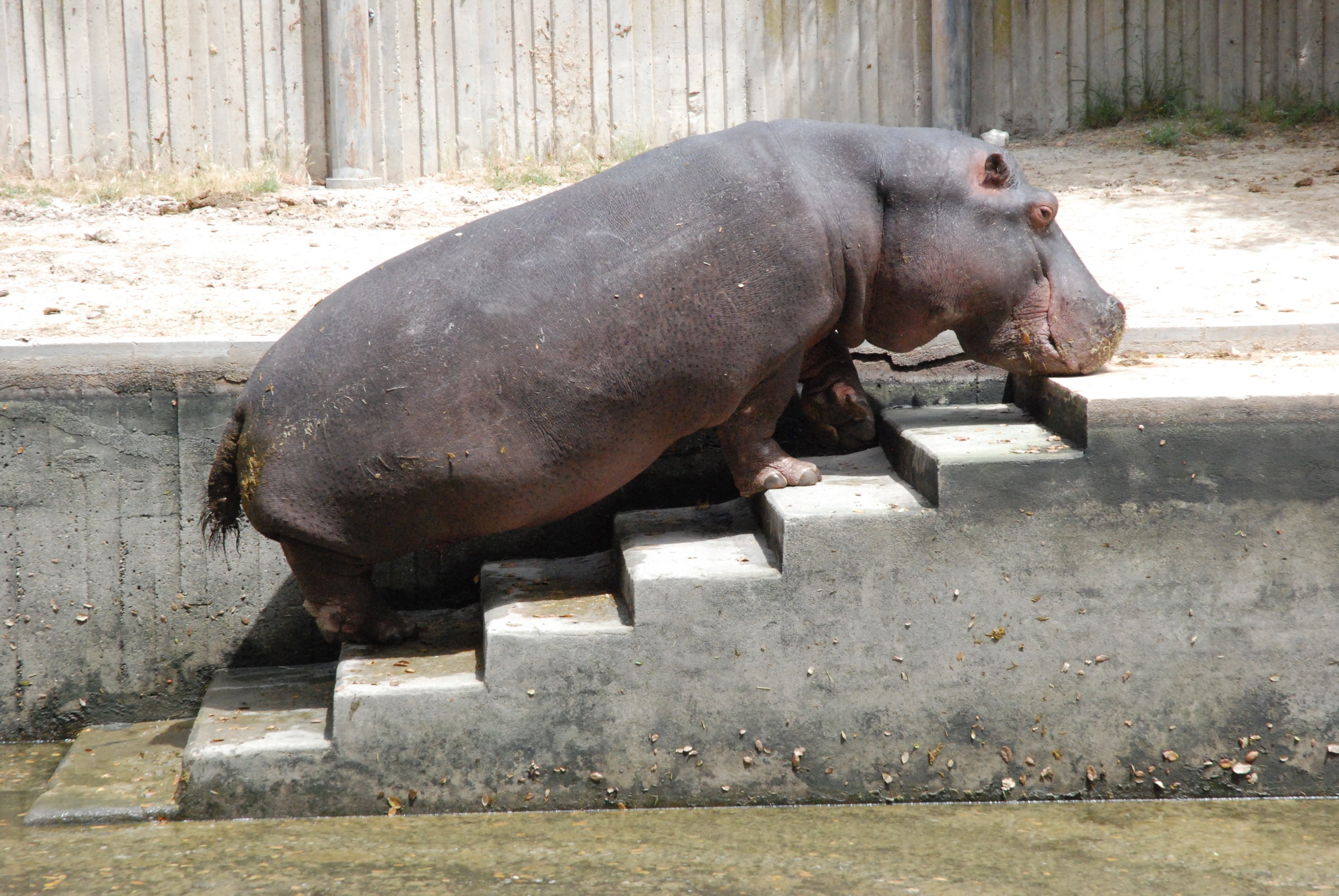 Common Hippopotamus at Zoo Aquarium de Madrid, 20th May 2022