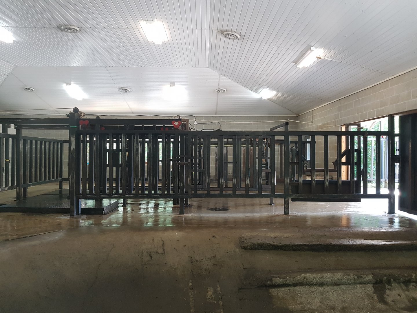 Common Hippopotamus Barn