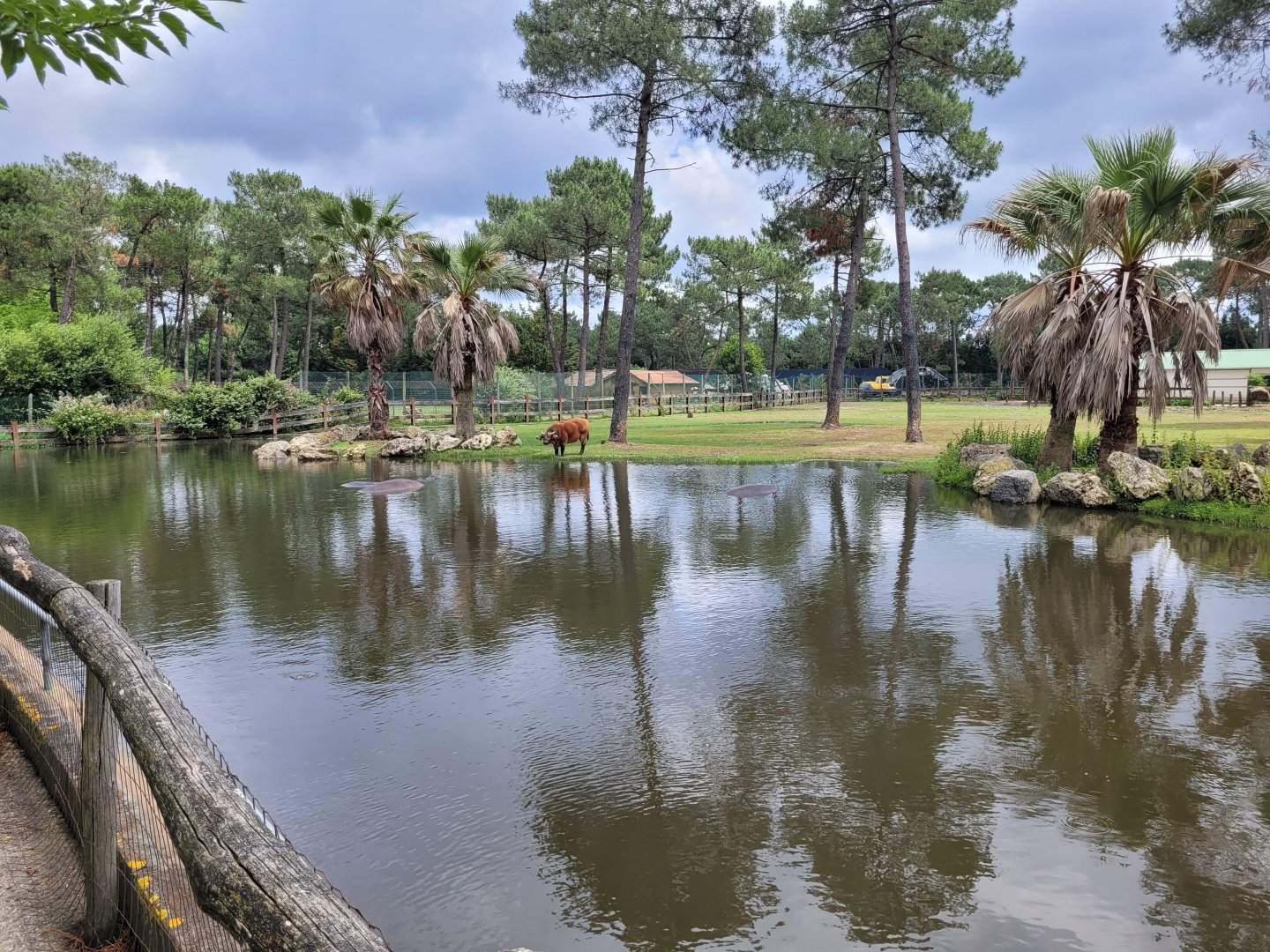 Common hippopotamus, Blue wildebeest and Forest buffalo exhibit -Zoo du bassin d'Arcachon (2024)