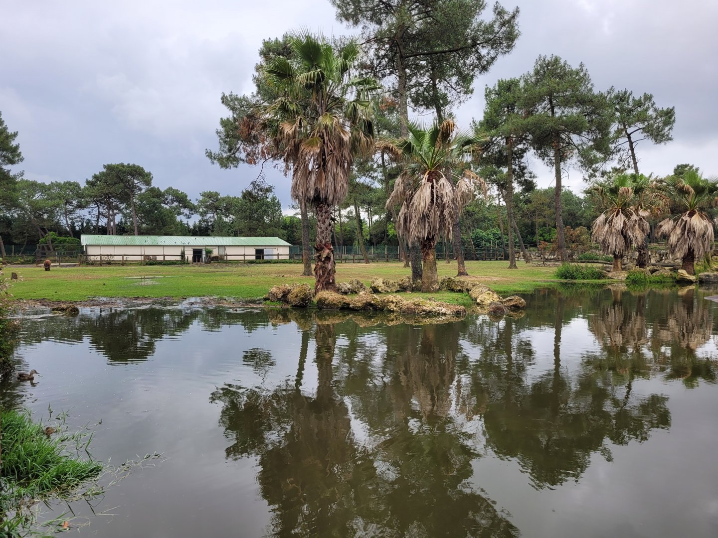 Common hippopotamus, Blue wildebeest and Forest buffalo exhibit -Zoo du bassin d'Arcachon (2024)