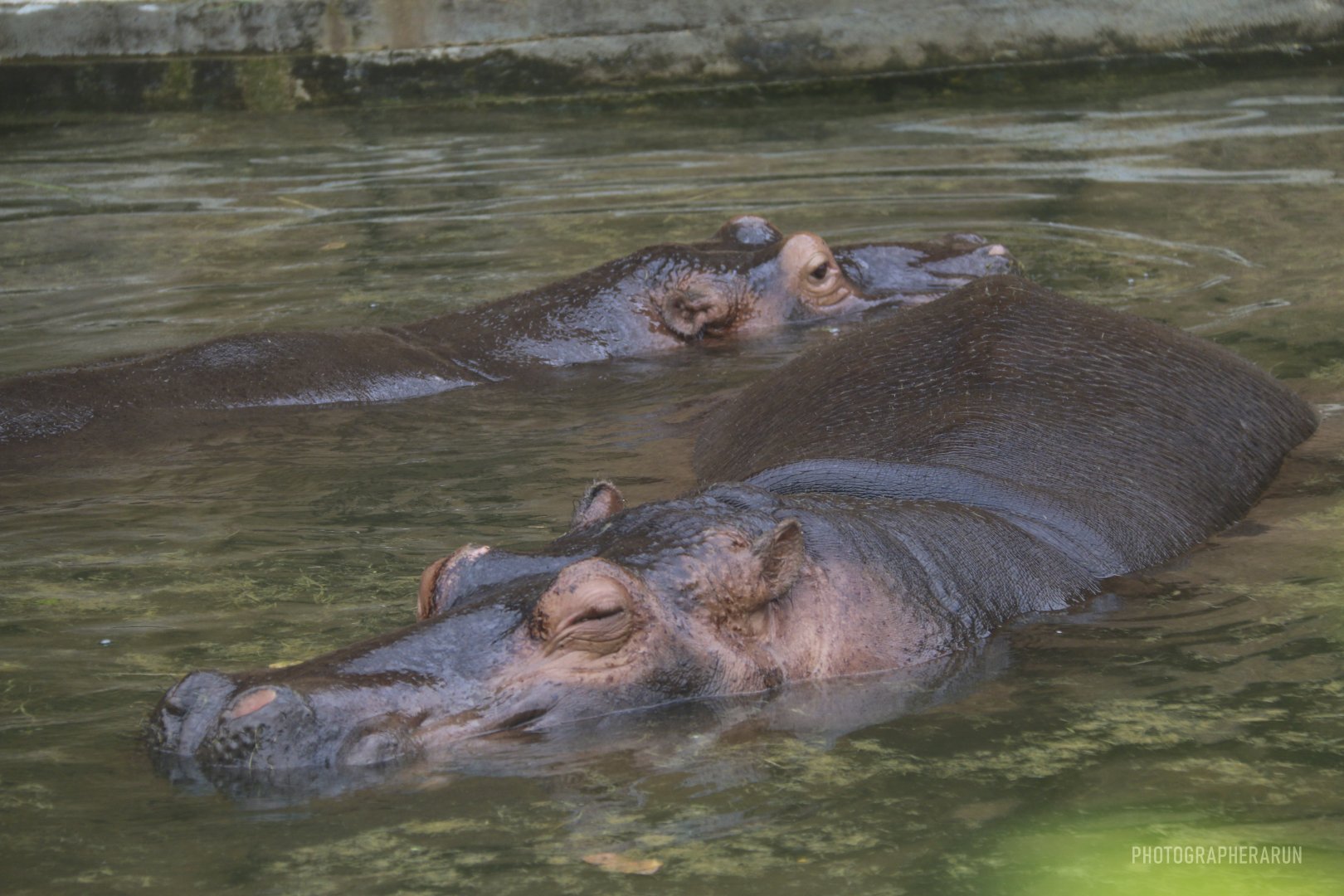 Common Hippopotamus-Dashun and her baby Plump