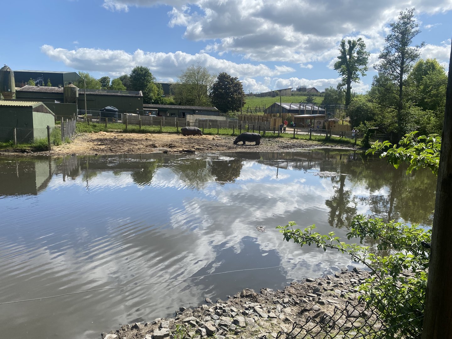 Common hippopotamus enclosure 150523