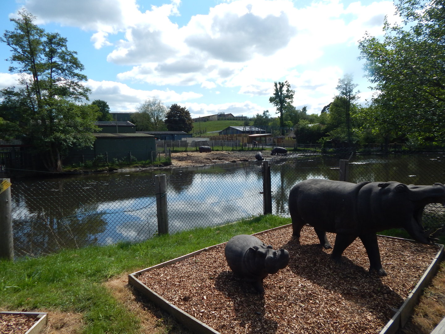 Common hippopotamus enclosure 150523
