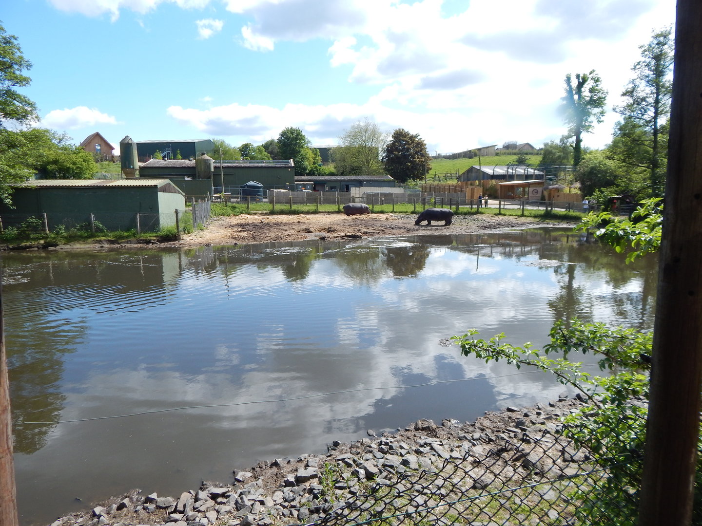 Common hippopotamus enclosure 150523