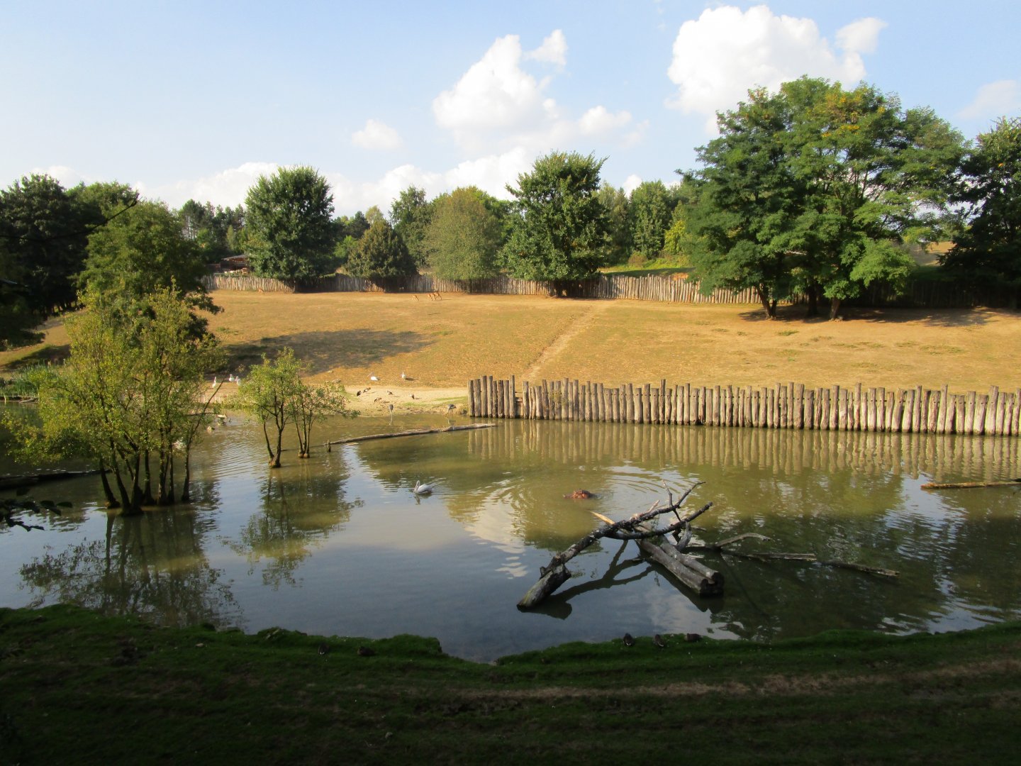 Common hippopotamus Enclosure