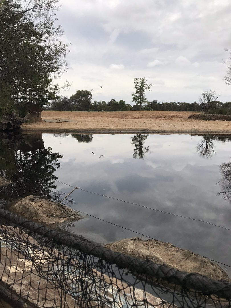 Common hippopotamus enclosure