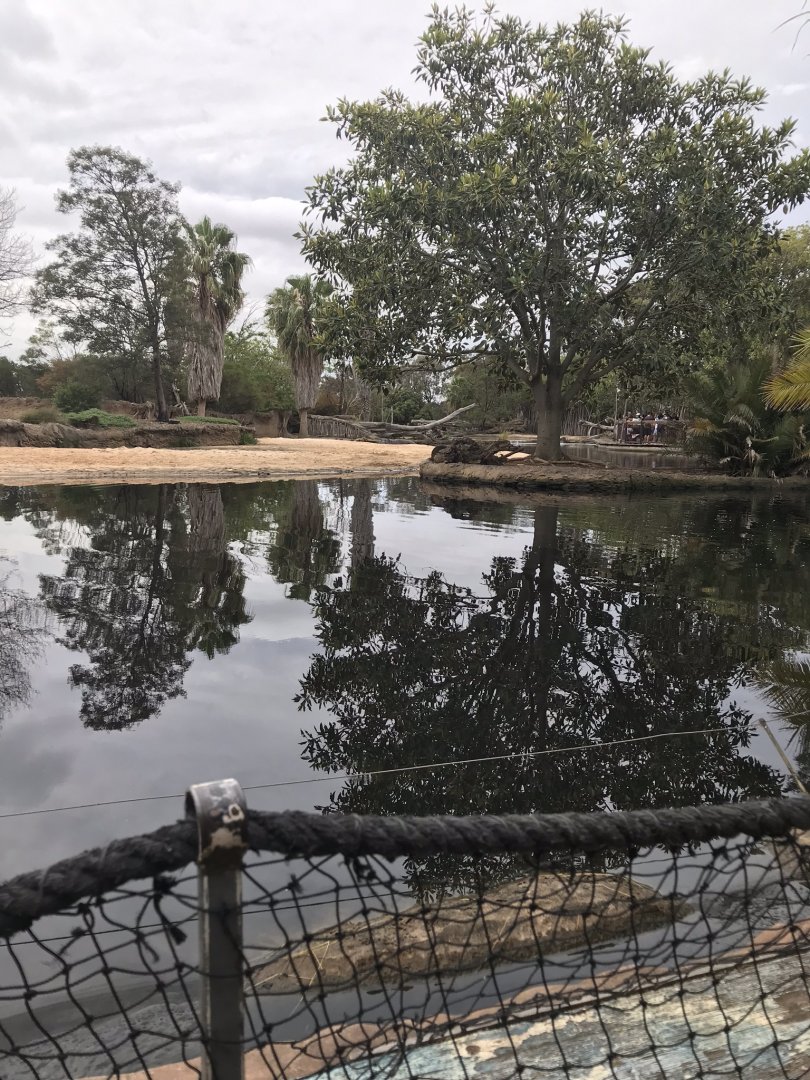 Common hippopotamus enclosure