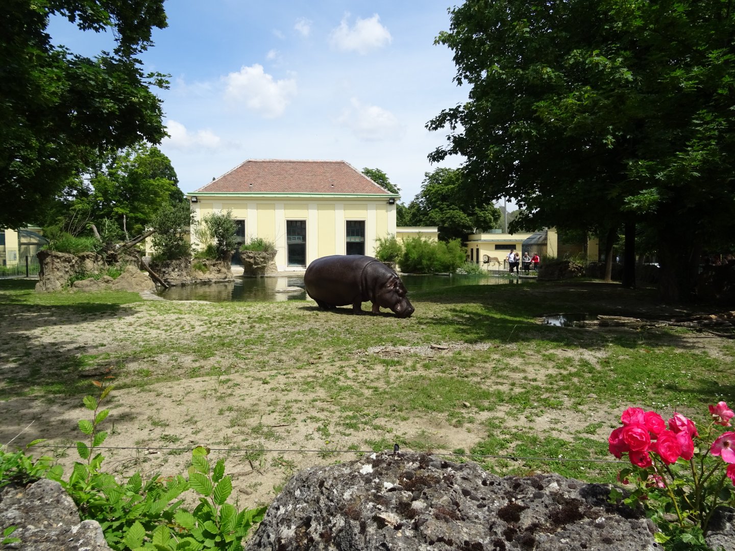 Common Hippopotamus enclosure