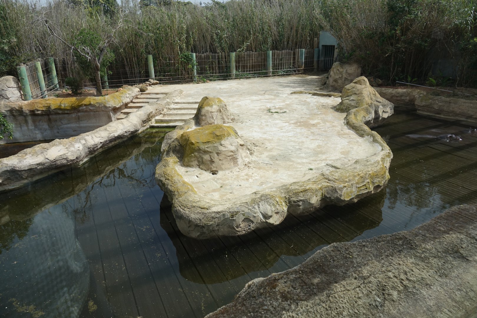Common Hippopotamus Enclosure