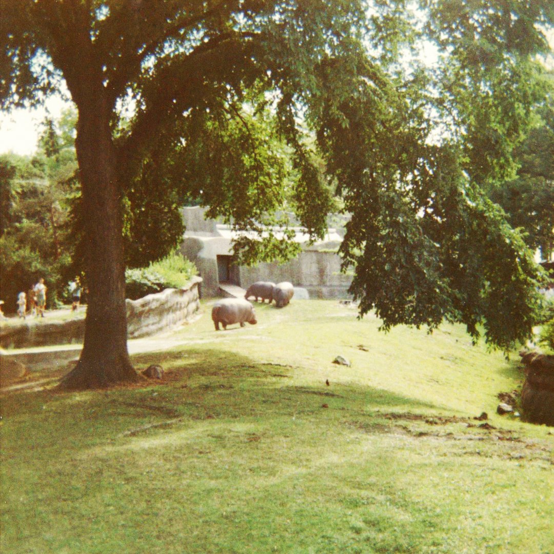 Common Hippopotamus Exhibit 1966