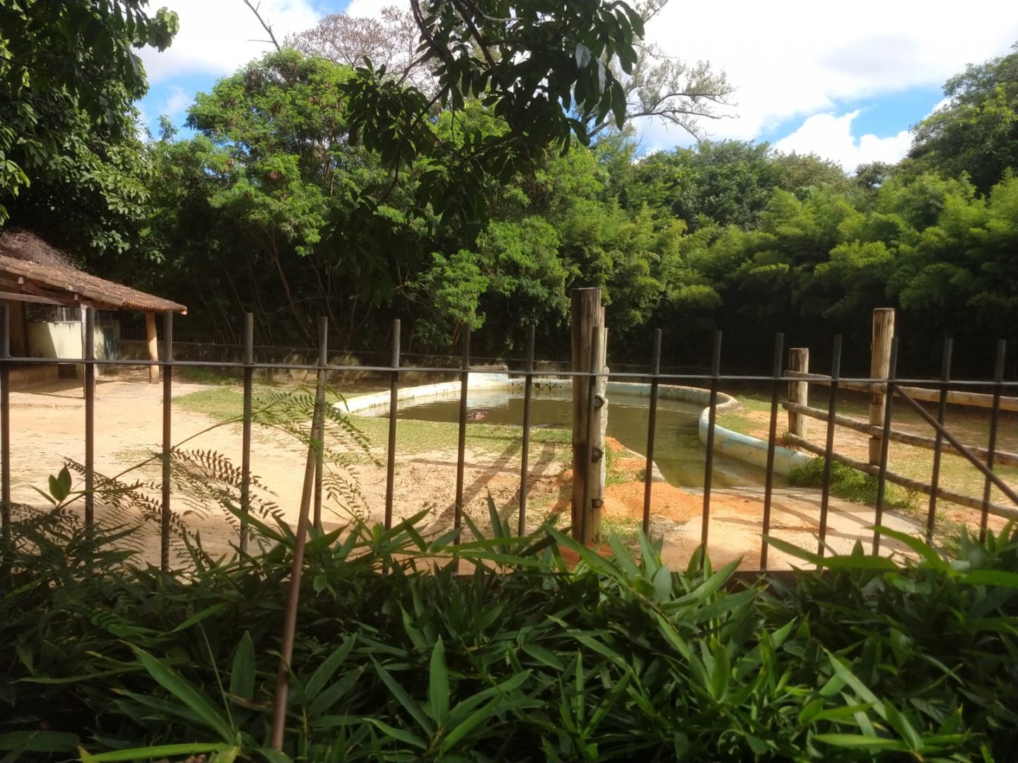 Common hippopotamus exhibit 2 - Belo Horizonte zoo