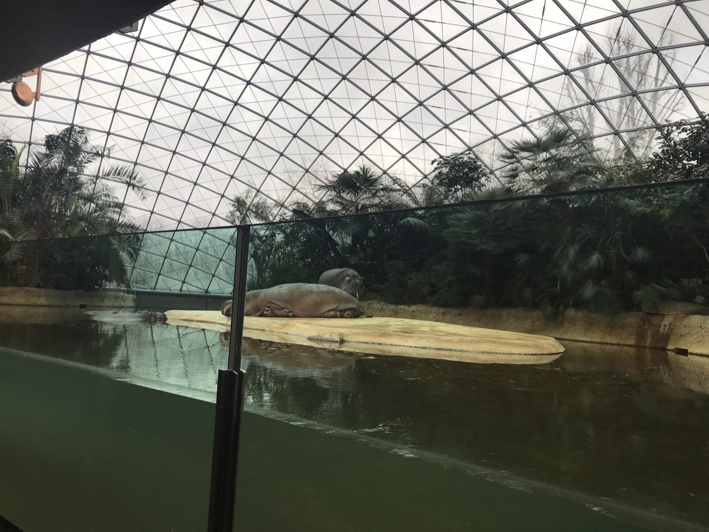 Common hippopotamus exhibit 290118