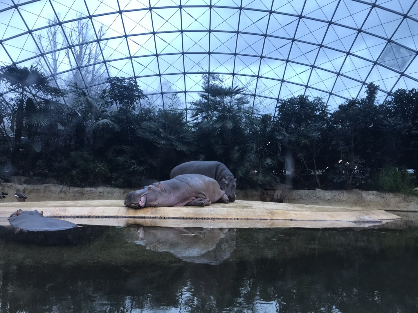 Common hippopotamus exhibit 290118