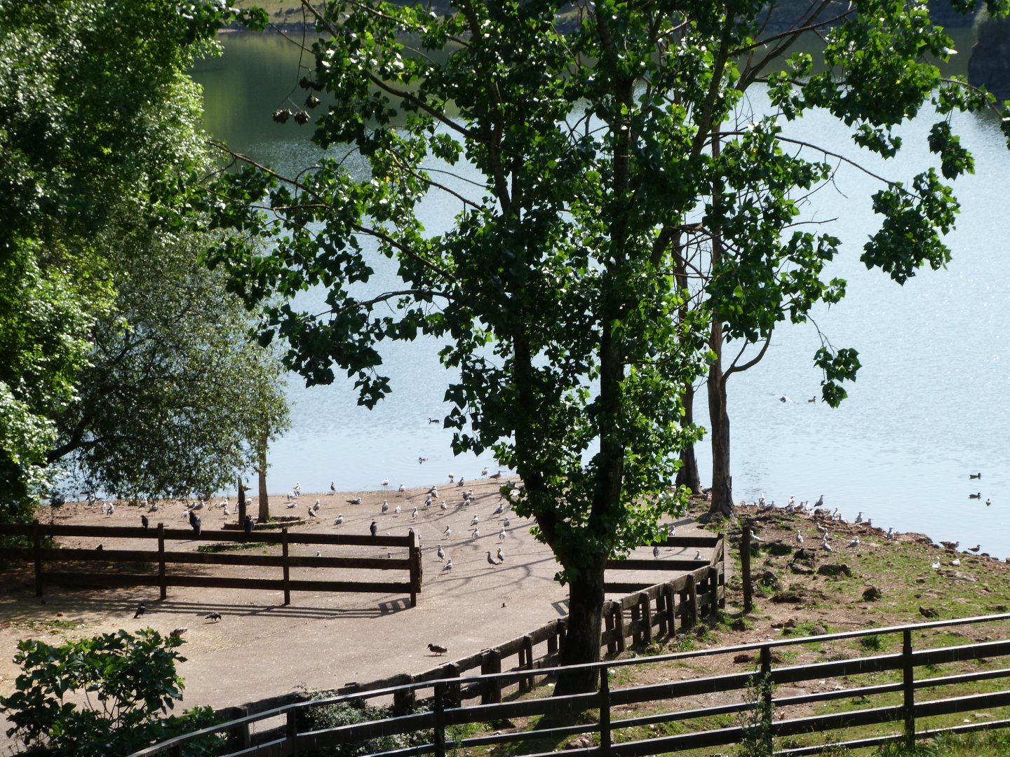 Common hippopotamus exhibit -Parque de la Naturaleza de Cabárceno (2025)