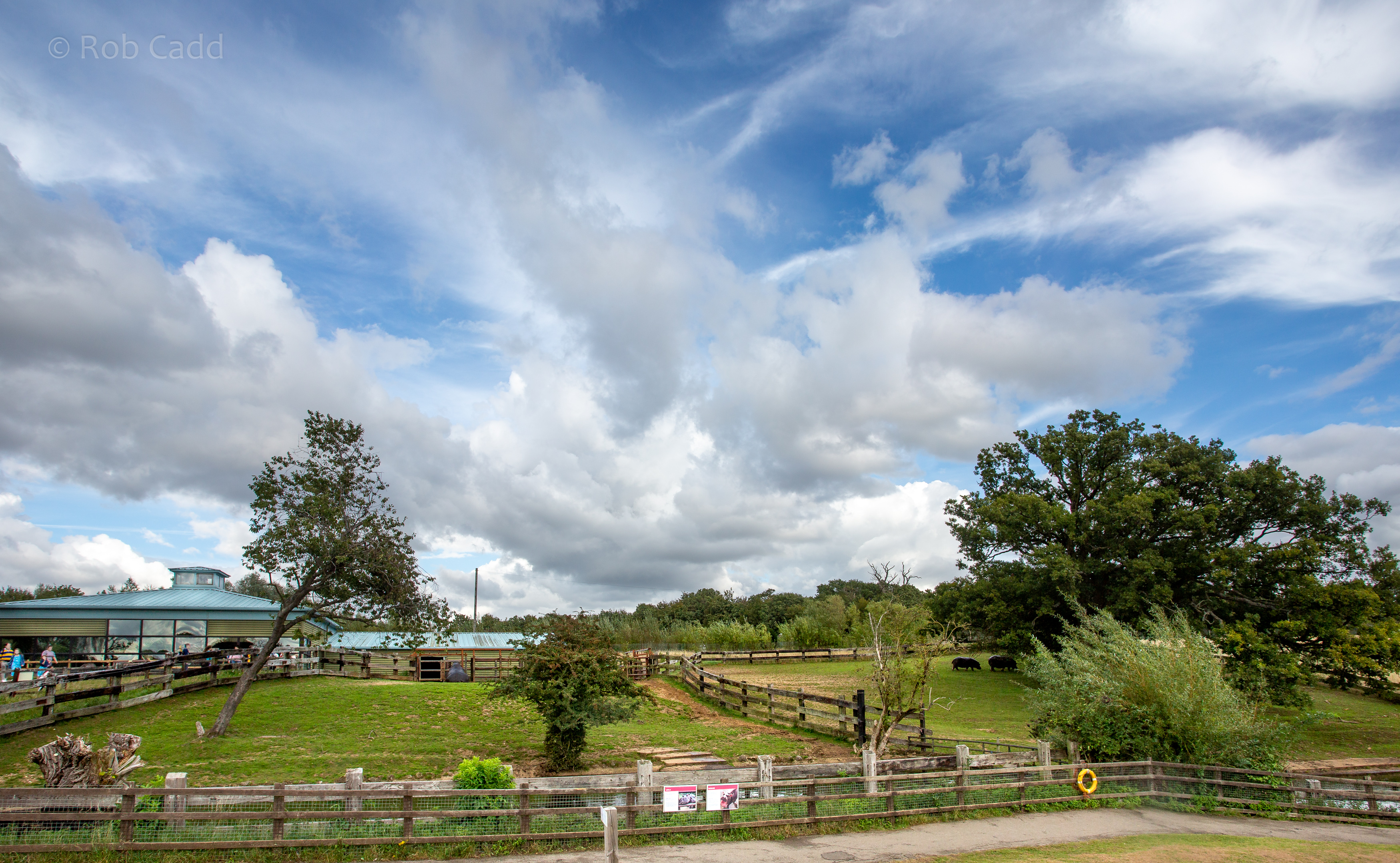 Common hippopotamus (exhibit) : Whipsnade : 23 Aug 2020