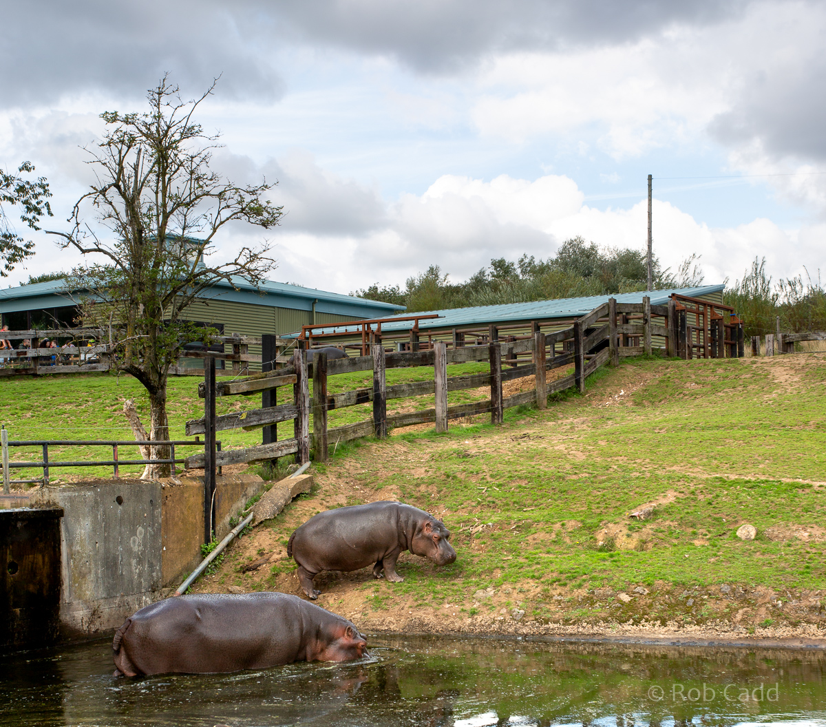 Common hippopotamus (exhibit) : Whipsnade : 23 Aug 2020