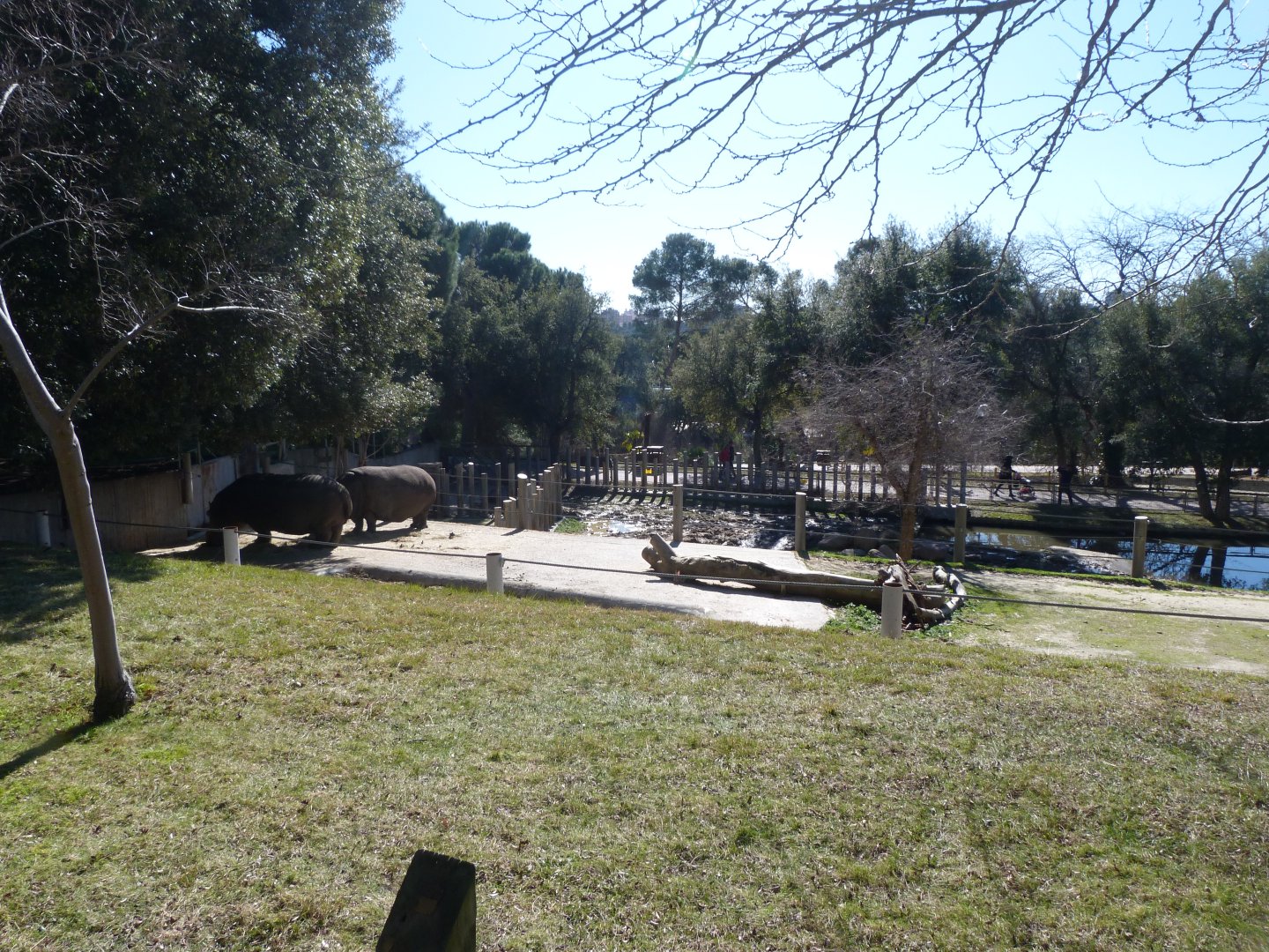 Common hippopotamus exhibit -Zoo Aquarium de Madrid (2025)