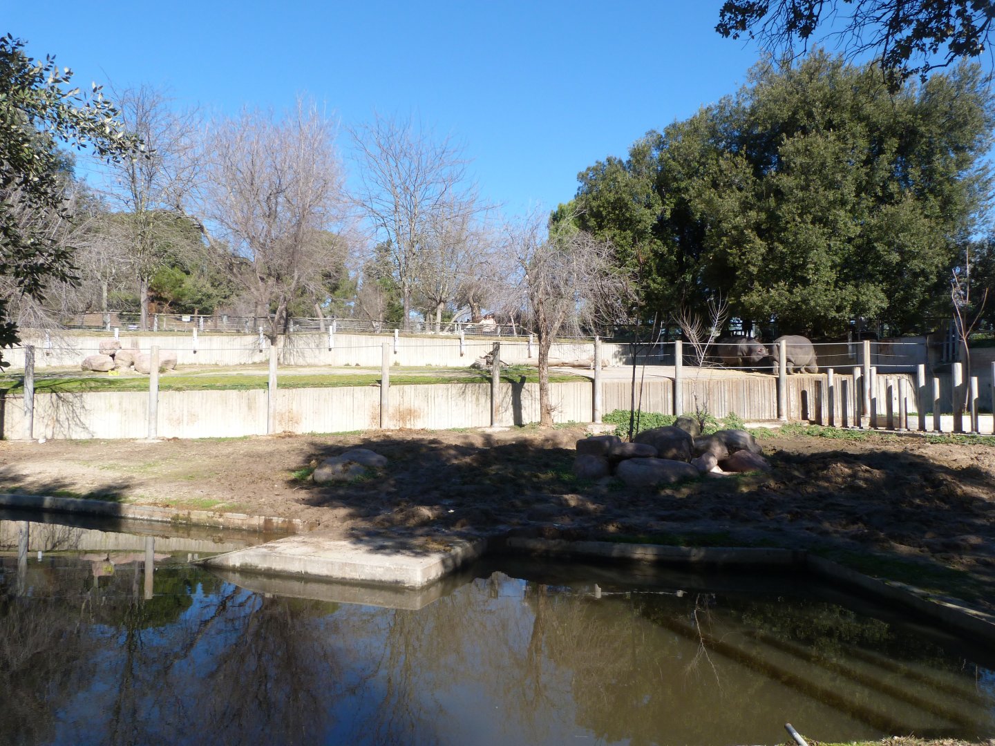 Common hippopotamus exhibit -Zoo Aquarium de Madrid (2025)