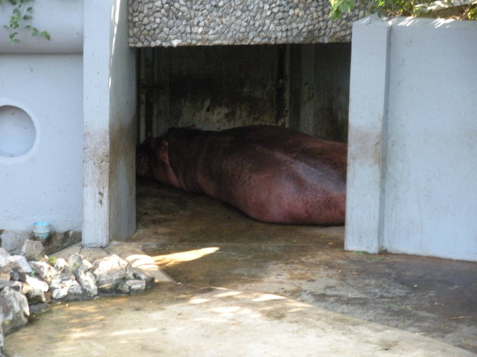 Common Hippopotamus Exhibit