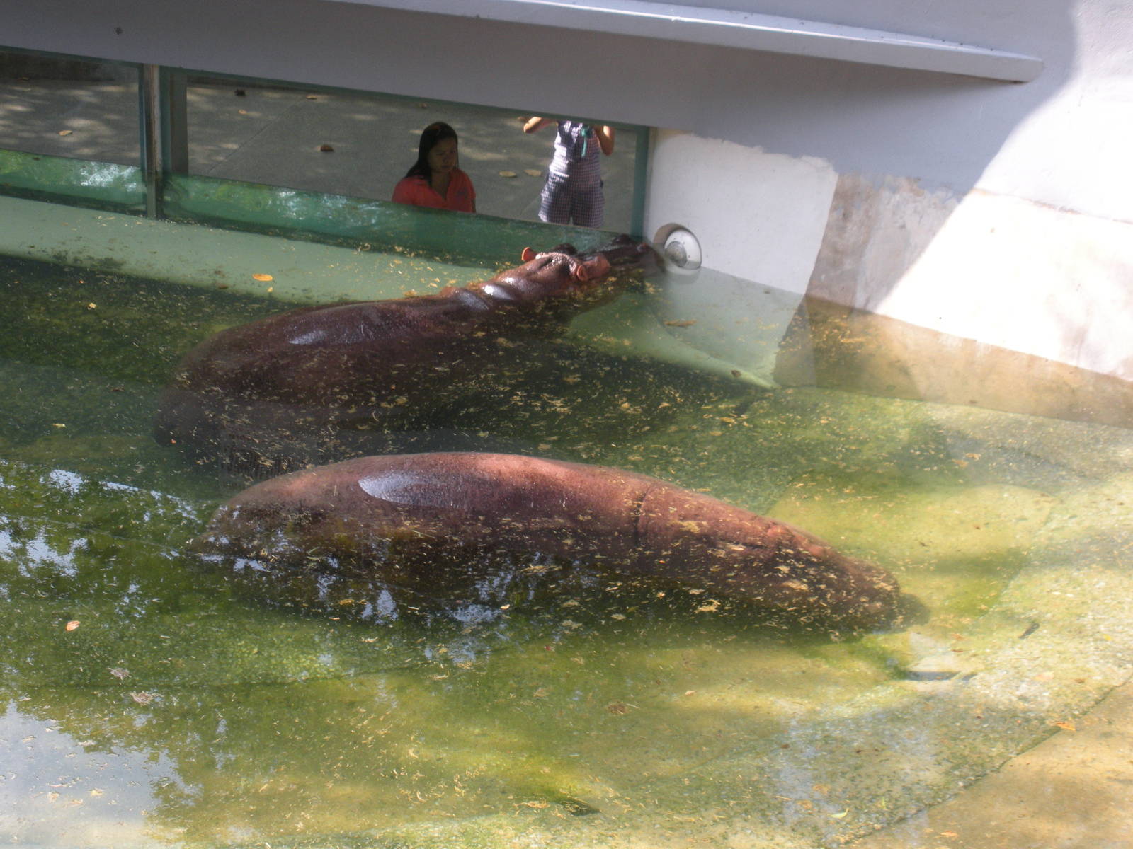 Common Hippopotamus Exhibit