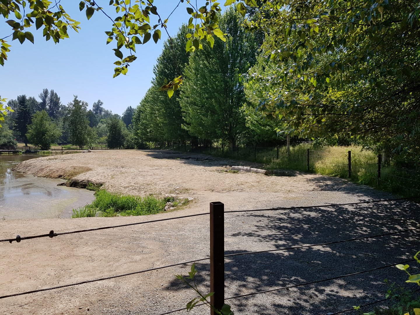 Common Hippopotamus Exhibit