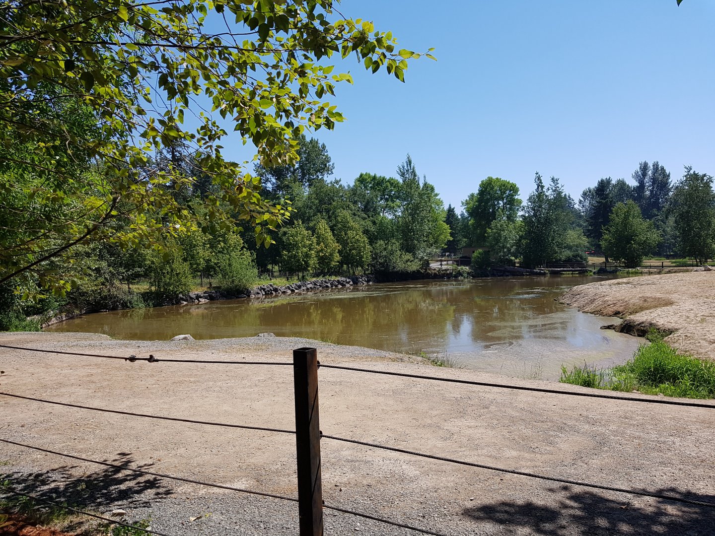 Common Hippopotamus Exhibit