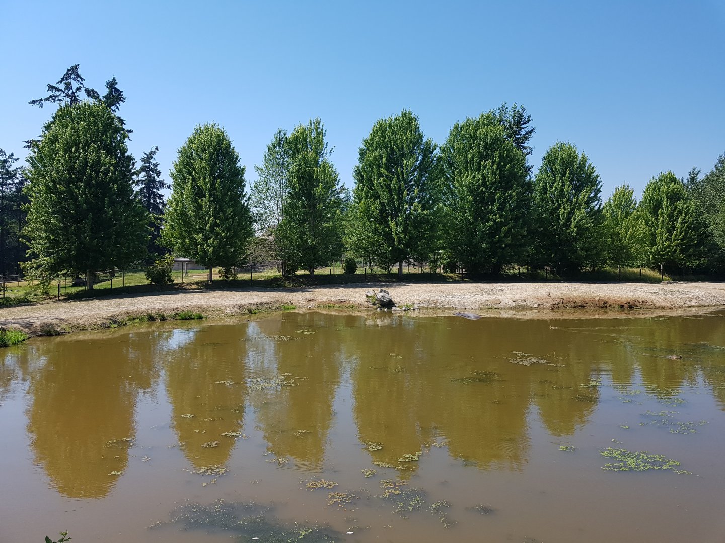 Common Hippopotamus Exhibit