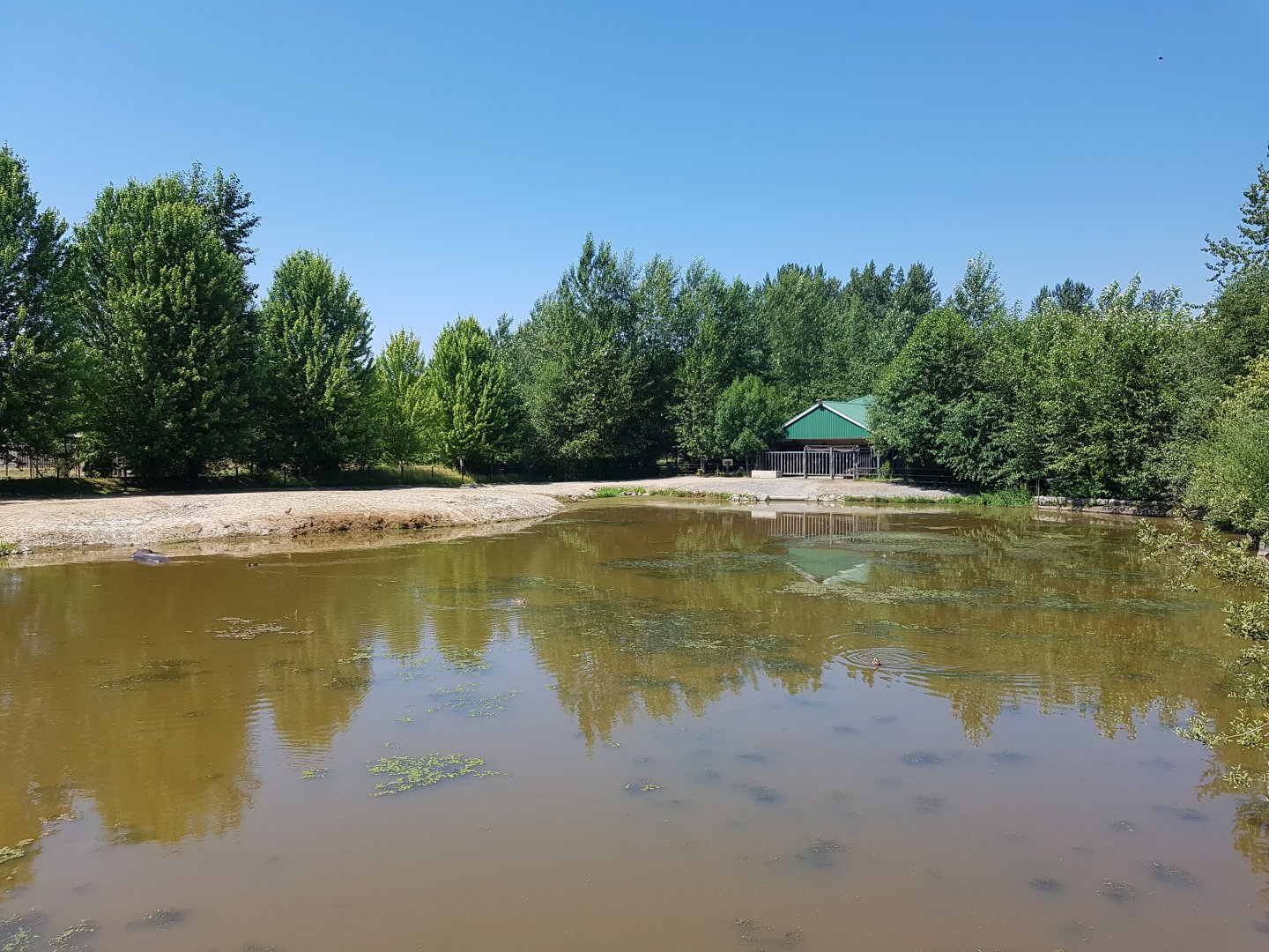 Common Hippopotamus Exhibit