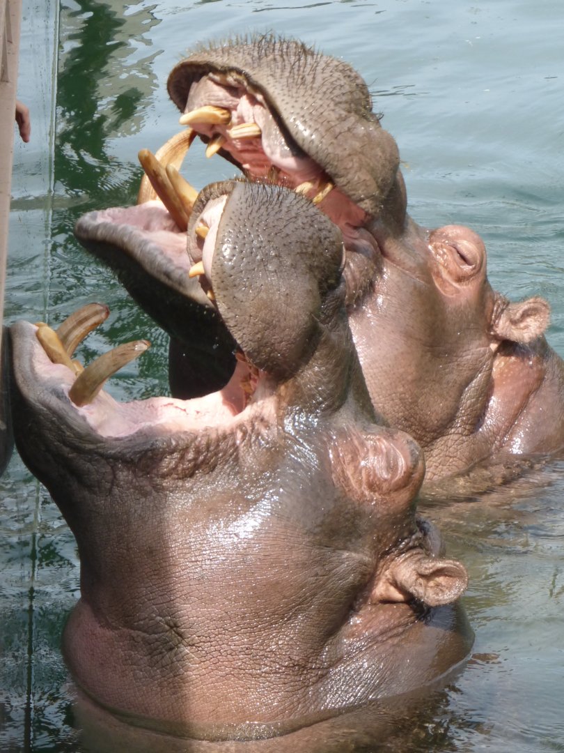 Common hippopotamus feeding