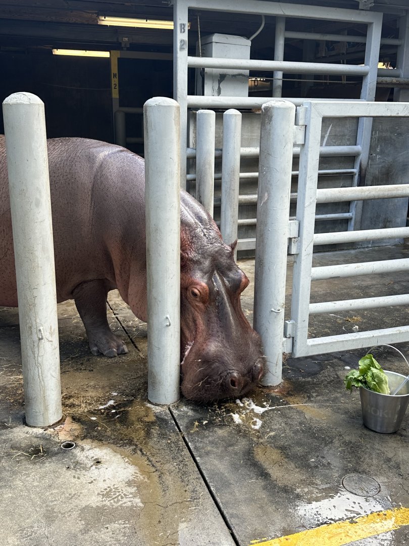 Common Hippopotamus (H. amphibius)